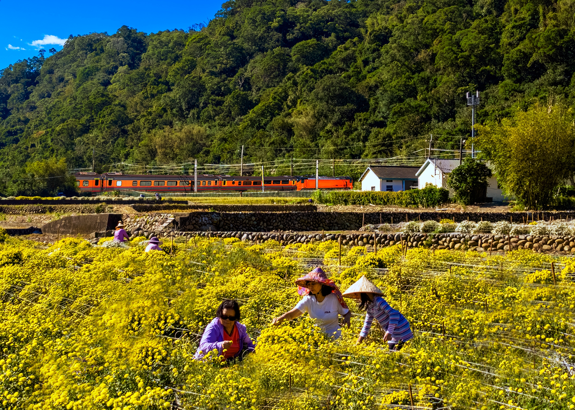金牌 何為今 銅鑼杭菊01